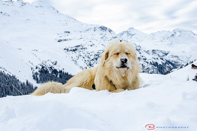Nella neve — Coco attraversa il paesaggio bianco.