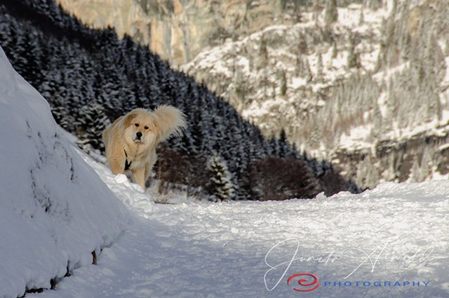 Sentiero di neve — Movimento, naso, silenzio.