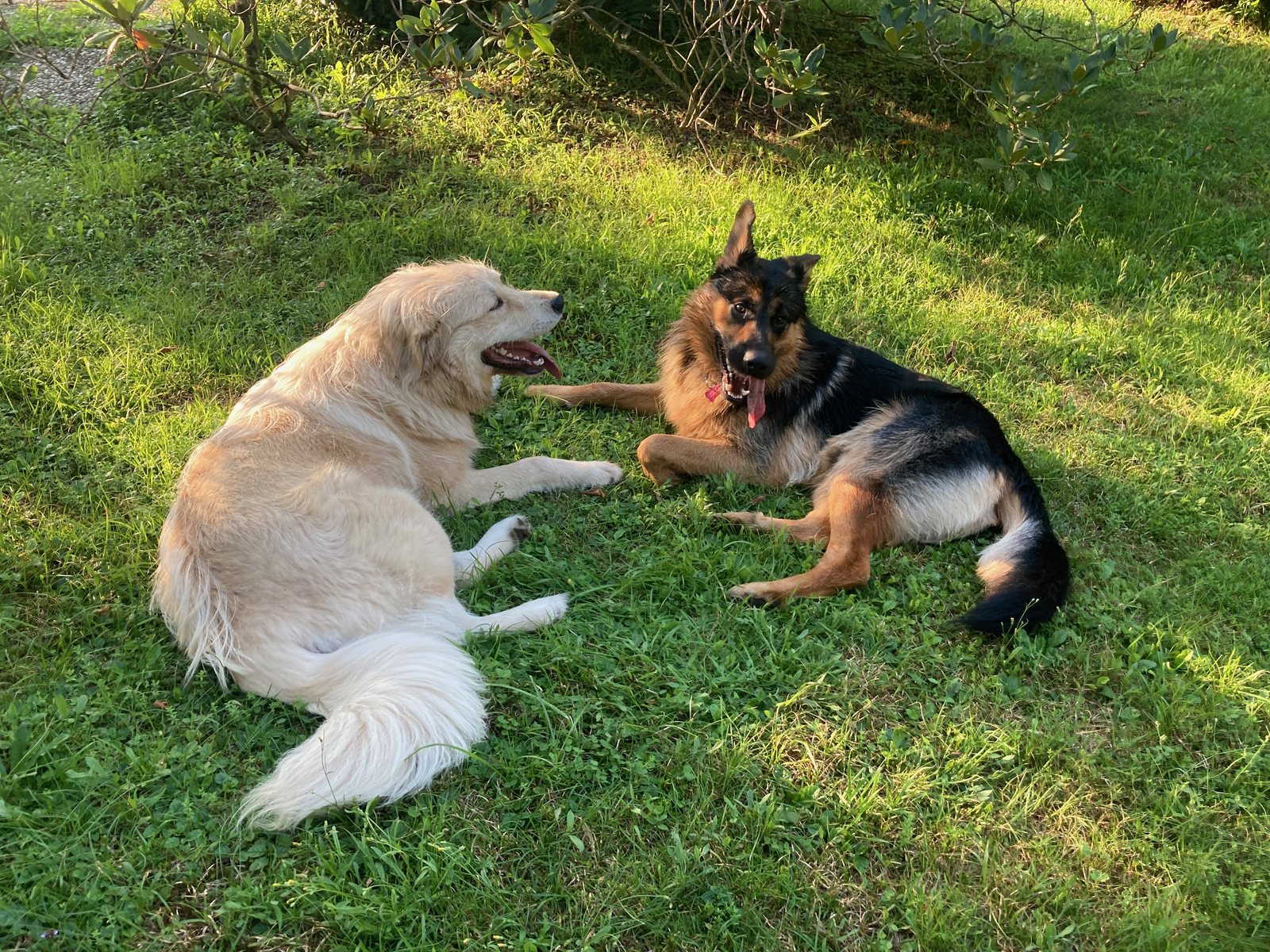 Un incontro — Anche i cani da guardiania imparano nella vita sociale.