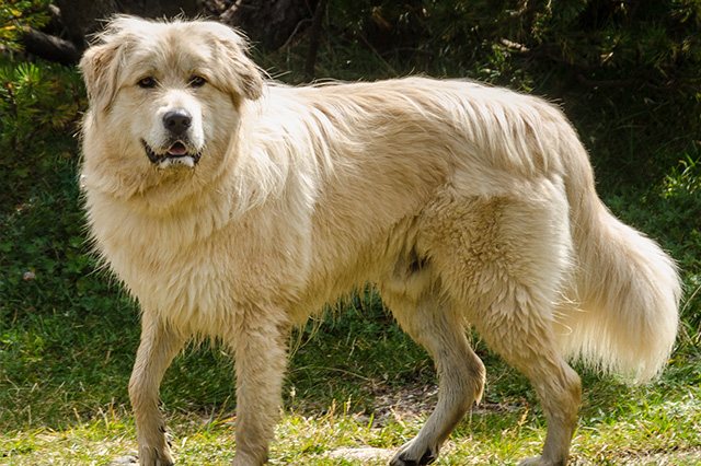 Manto d’estate — Lo stesso cane in un’altra stagione.
