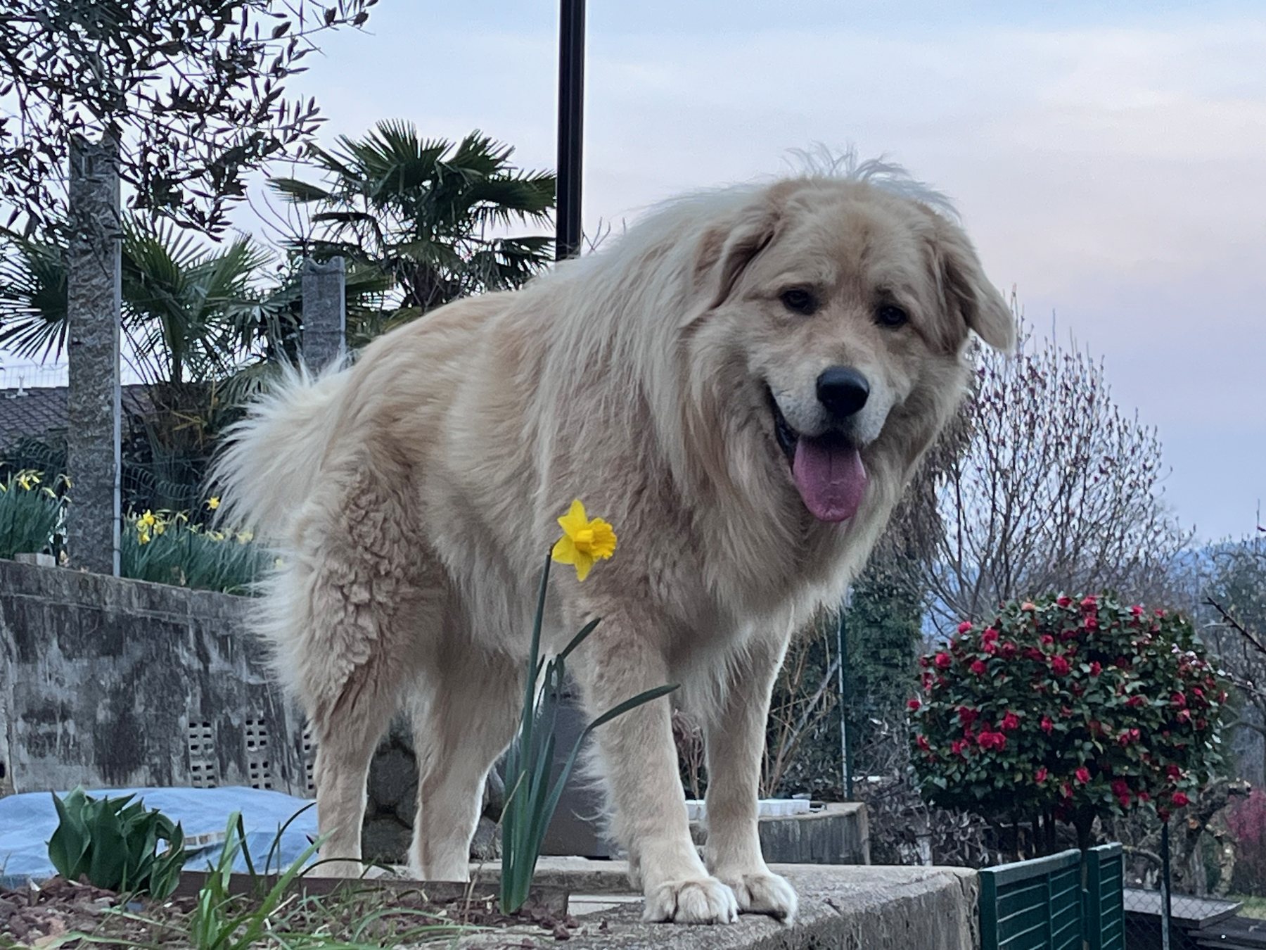 Sulla soglia del giardino — Giardino, fiori e un cane che osserva il confine.