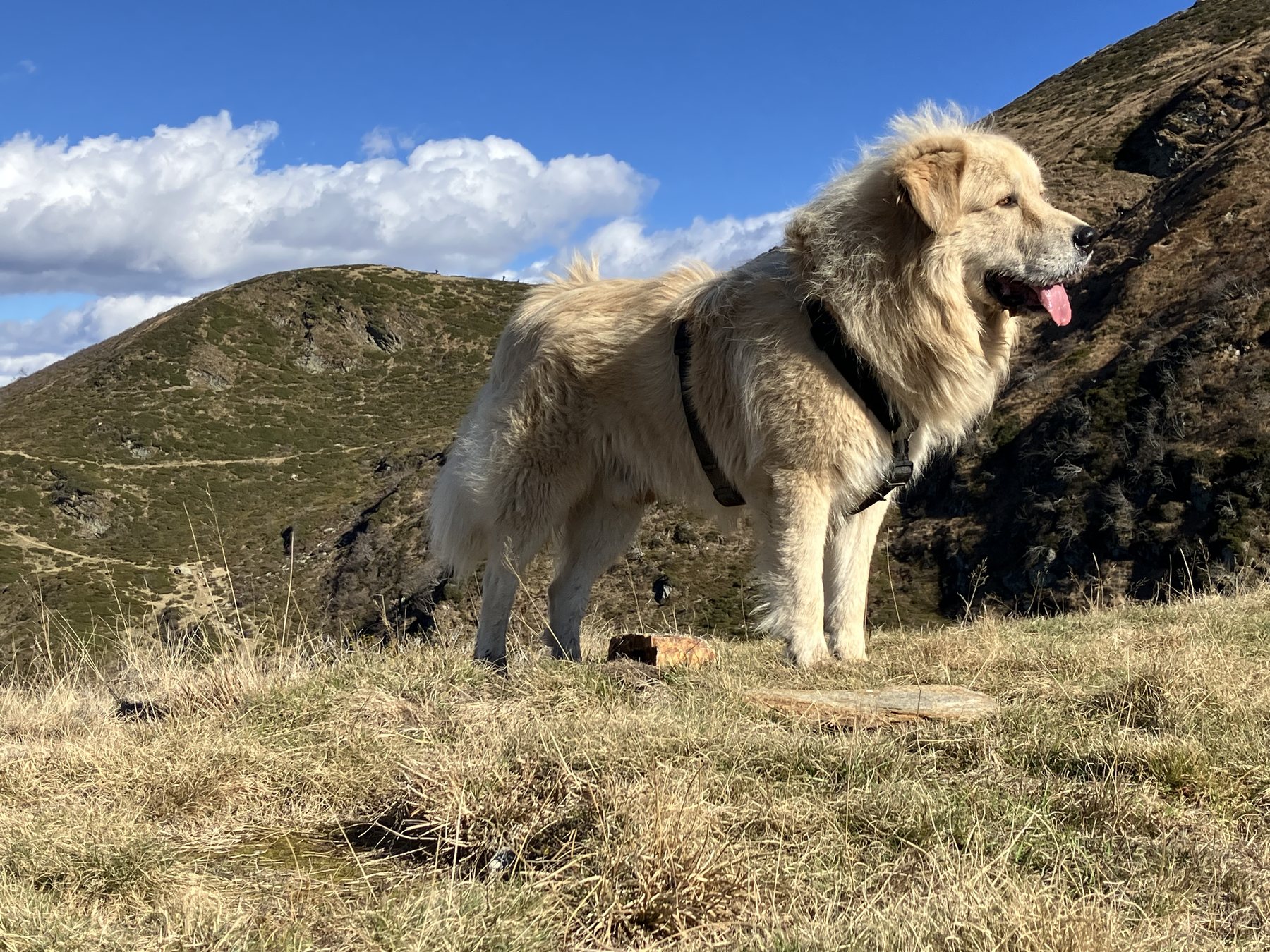 Coco, Cristoforo Colombo, Pastore della Sila in Svizzera