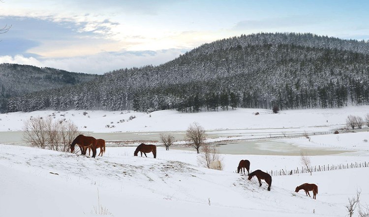 Paesaggio innevato dell’altopiano della Sila con cavalli al pascolo vicino a colline boscose