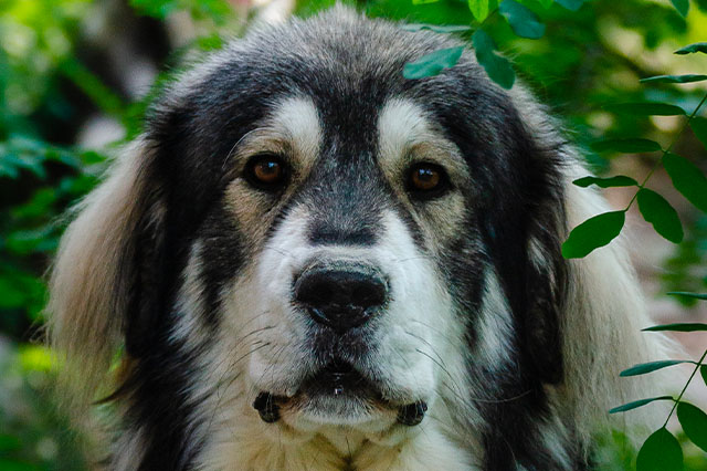 Portrait of a Sila Sheepdog looking calmly and attentively through green leaves
