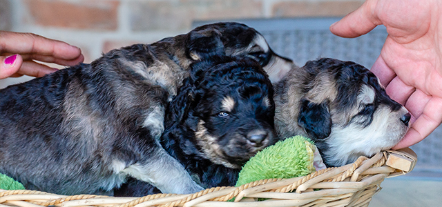I primi giorni — Cuccioli appena nati e l’inizio silenzioso della storia della razza.